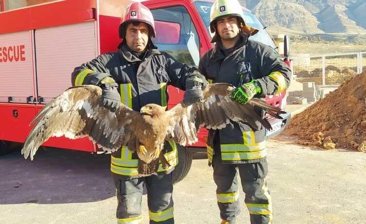 خبرنگاران آتش نشانان عقاب زخمی را در کوه های کرمان نجات دادند
