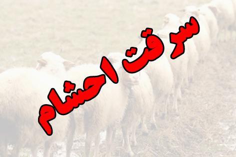 انهدام باند سرقت به عنف احشام در شهربابک انهدام باند سرقت به عنف احشام در شهربابک