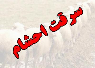 انهدام باند سرقت به عنف احشام در شهربابک