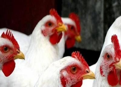 خودکفایی اجداد مورد نیاز مرغ کشور تا سال 1400