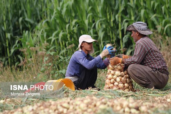 خرید تضمینی 24 هزار تن پیاز در هرمزگان خرید تضمینی 24 هزار تن پیاز در هرمزگان