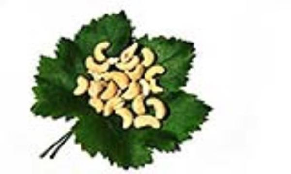 داشتن اطلاع کافی از علائم مختلف آلرژی به بادام زمینی داشتن اطلاع کافی از علائم مختلف آلرژی به بادام زمینی