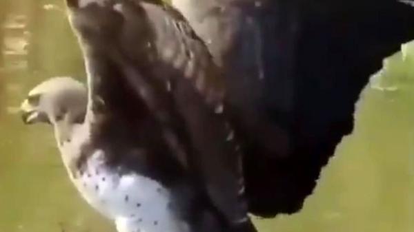 لحظه شکار بزمجه توسط عقاب طلایی لحظه شکار بزمجه به وسیله عقاب طلایی